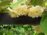 kiwi fruit blossom